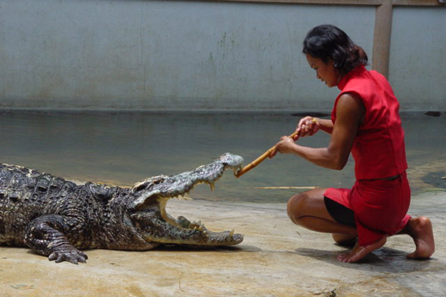 nông trại cá sấu